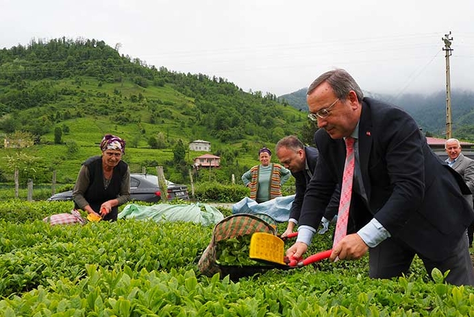 ÇAYKUR Sezona Hızlı Başladı: İlk Günde 900 Ton Yaş Çay Alımı